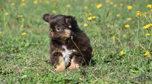 chiot chihuahua mâle a donner 