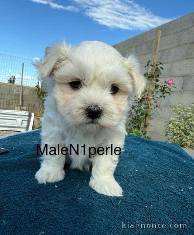 bébé chiot bichon maltais à donner 