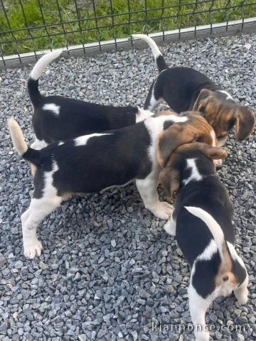 bébé chiot beagle disponible 