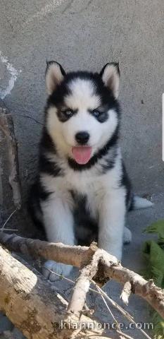 je donne des chiots husky sibérien 
