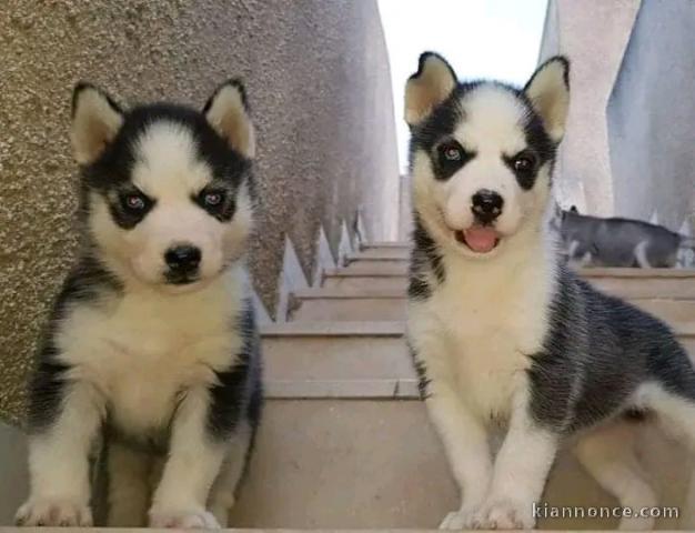 husky sibérien à donner 