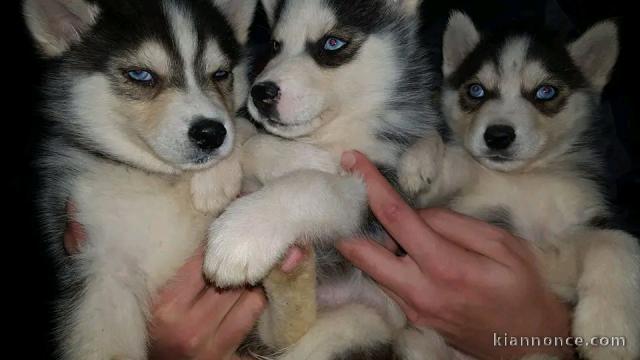 adoption chiot husky sibérien adorable 