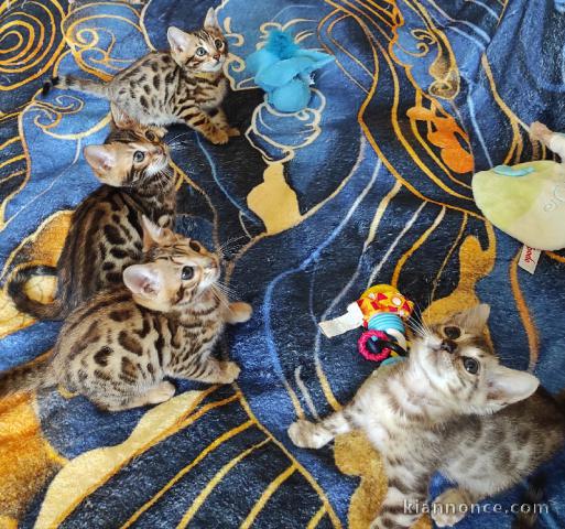 Donne de chatons bengal