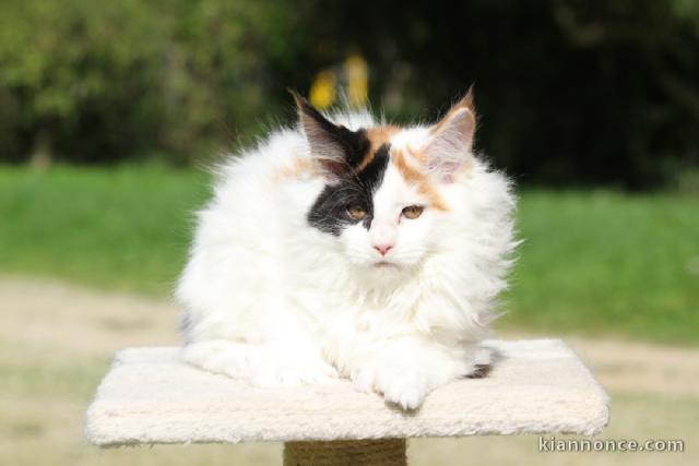 adorable chaton Maine coon 