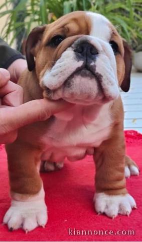 bébé chiot bulldog anglais mâle 
