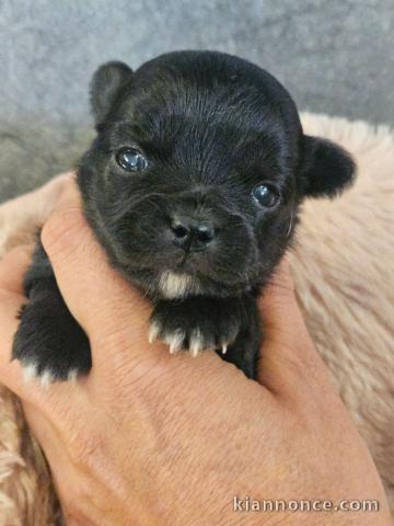 bébé chiot chihuahua femelle et mâle disponible 