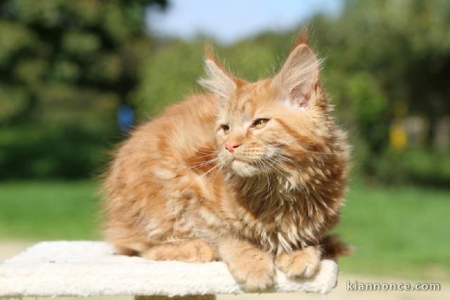 Maine coon mâle a donner 