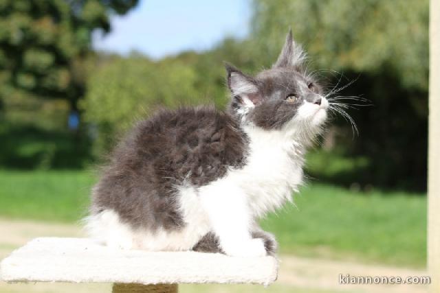 Maine coon femelle disponible 
