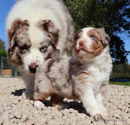 chiot berger australien disponible 