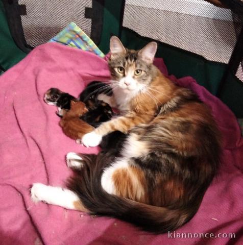 bébé chaton maine coon disponible 