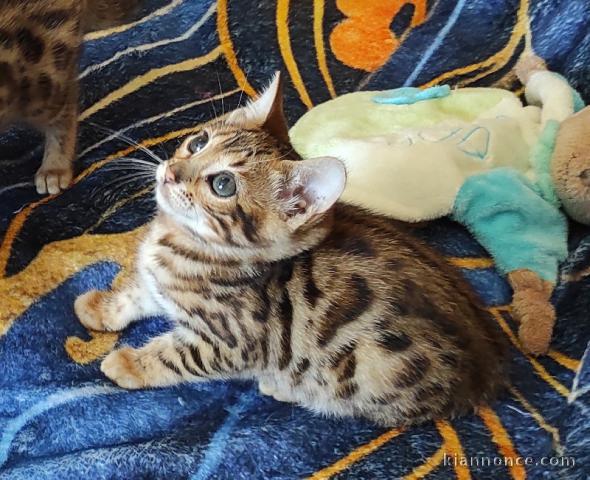 Donne de chatons bengal