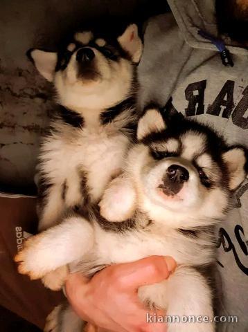 chiot husky sibérien mâle a donner 