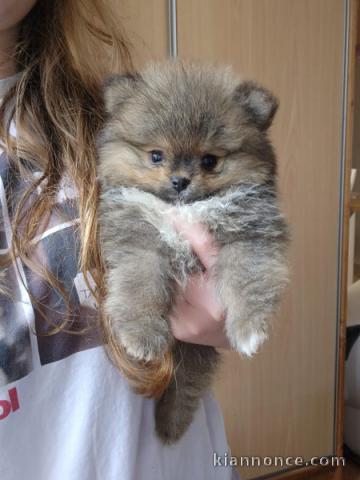 chiot spitz nain disponible de suite 