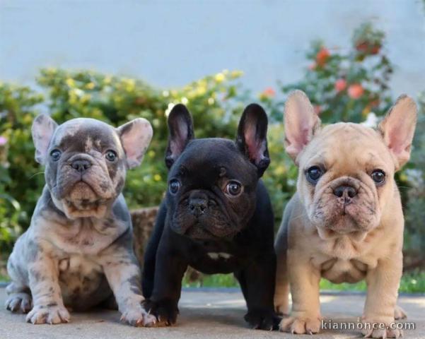 Super chiots Bouledogue Français à vendre