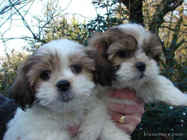 Magnifiques chiots Shih Tzu