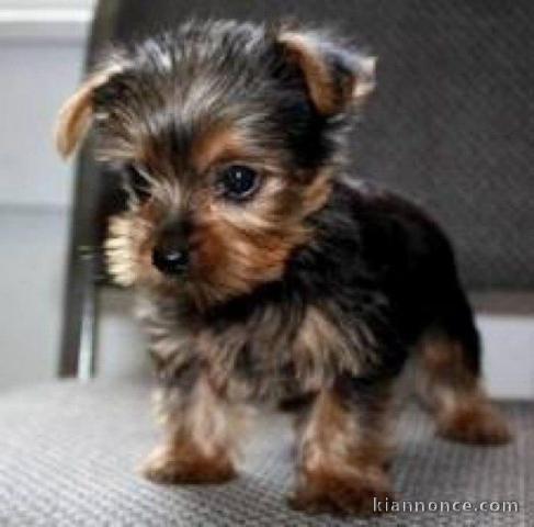 Bons chiots Yorkshire terrier