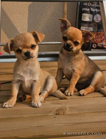 Chiots Chihuahua o offri
