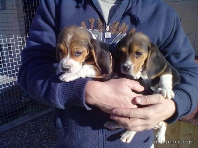 Chiots Beagle, domestiqués socialement