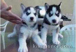 Chiots husky sibérien