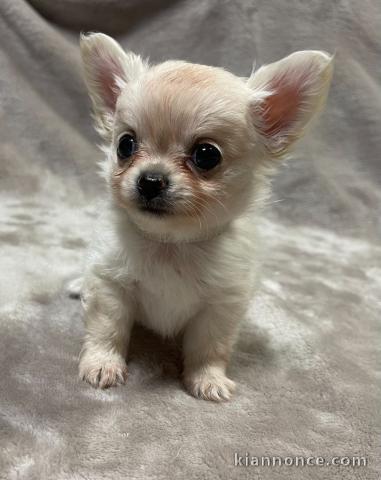 Chiots Chihuahua a donner 