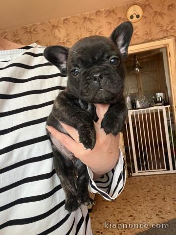 Adoption chiot bouledogue français 