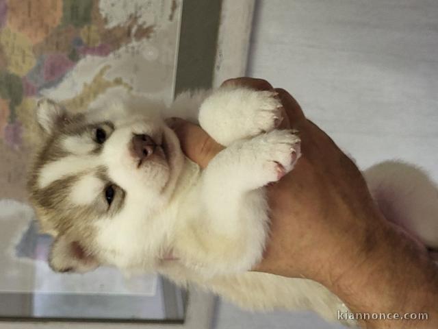 Chiot husky sibérien à donner 