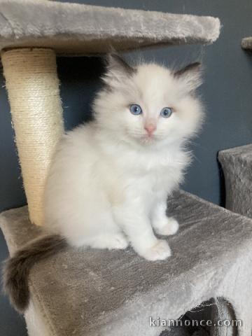 Chaton ragdoll femelle a donner 