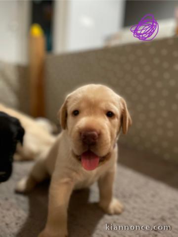 Chiot golden retriever mâle a donner 