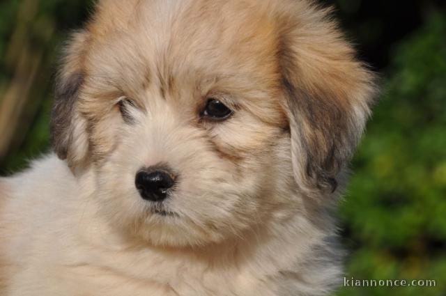   chiot coton tulear a donner 