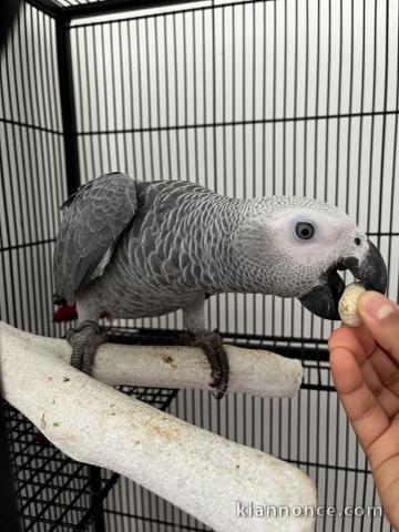 ‎Perroquet Gris du Gabon à donner
