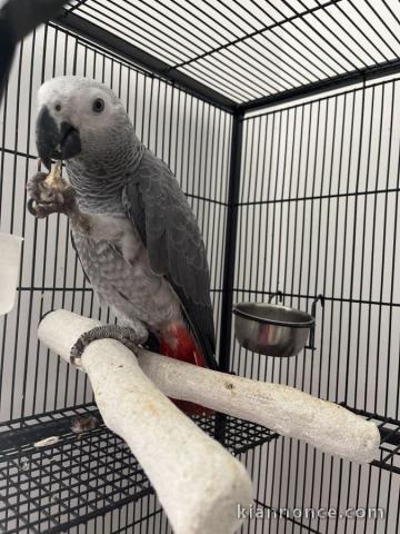 ‎Perroquet Gris du Gabon à donner