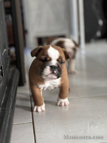 chiot bouledogue anglais pour adoption 