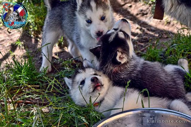 Dons chiot husky sibérien à donner 