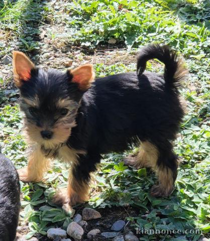 magnifique chiot Yorkshire femelle 