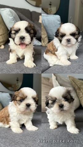chiot Shih Tzu a donner 