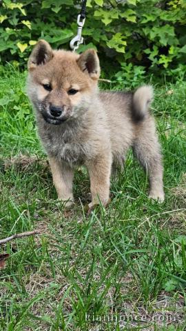 chiot à donner mâle disponible 