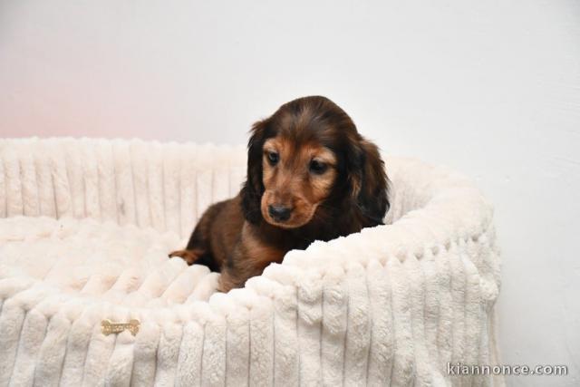 chiot Teckel disponible pour adoption 