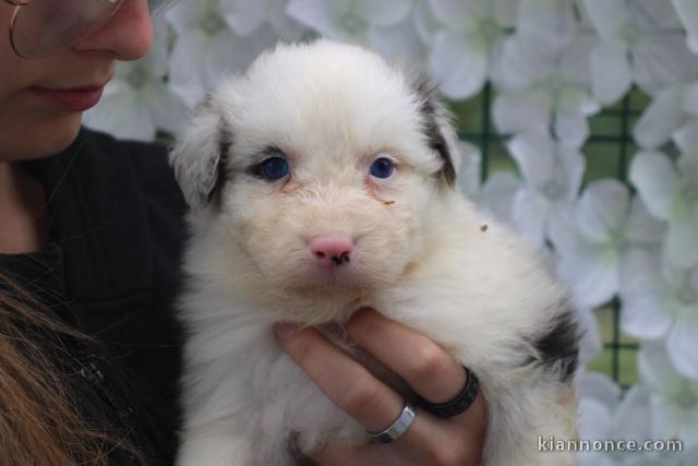 Dons chiot berger australien disponible 