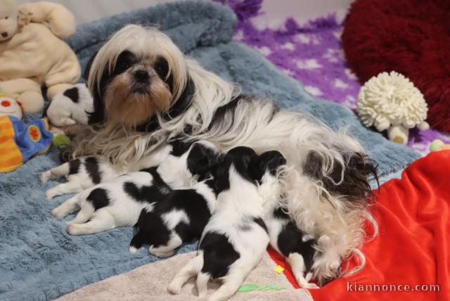 chiot husky sibérien à donner 