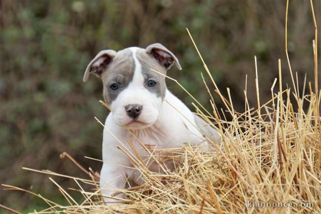 chiot staffie disponible pour adoption 