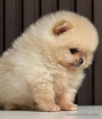 SPITZ NAIN CHIOTS TYPE POMERAGNIAN