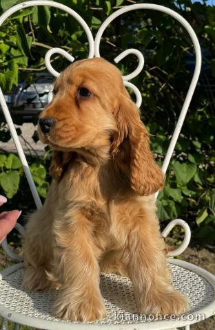 chiot cavalier king charle femelle a donner 