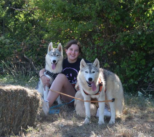 chiot husky sibérien adorable 