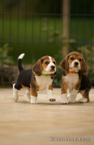 Chiot type beagle disponible 