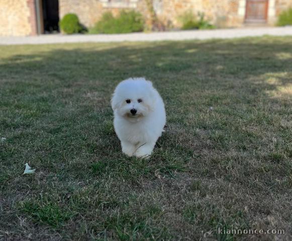 Je donne chiot bichon frisé 