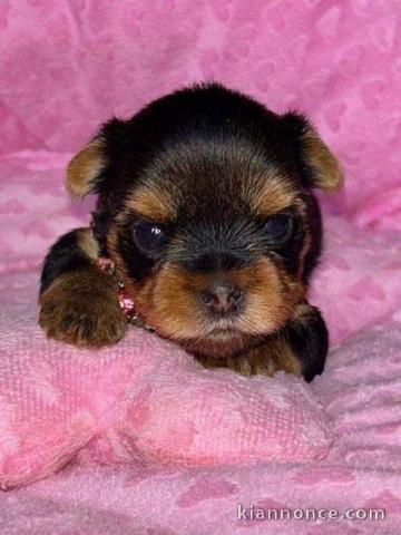 Je donne chiot Yorkshire femelle 