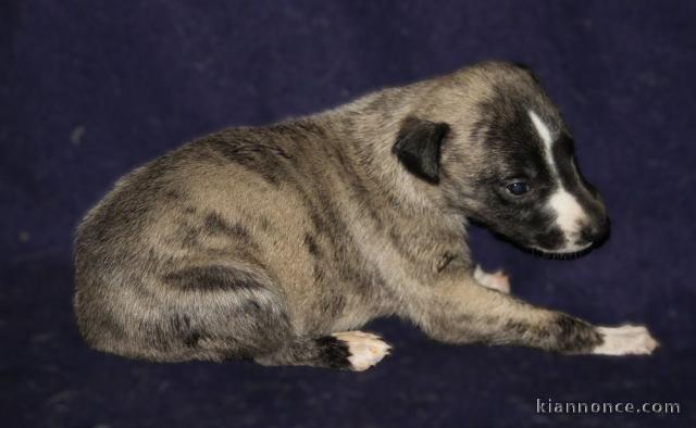chiot whippet a donner contre bon soin 