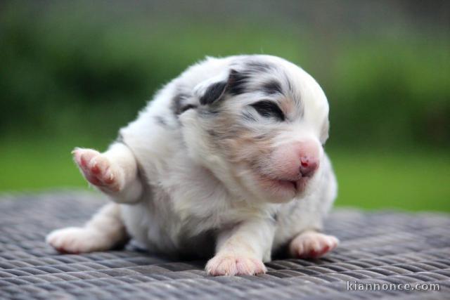 magnifique chiot berger australien disponible 