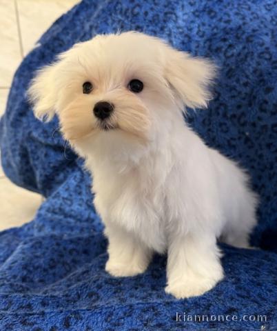 chiot bichon frisé femelle a donner 