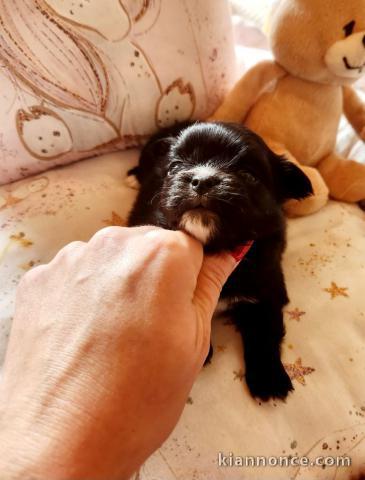 bébé chiot chihuahua femelle a donner 